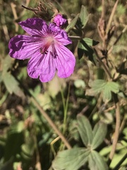 Geranium viscosissimum