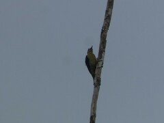 Melanerpes chrysauchen