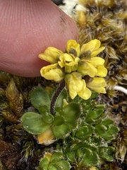 Draba pilosa