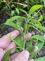 Ludwigia leptocarpa