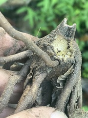 Helianthus tuberosus