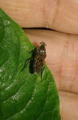 Thereva spiloptera