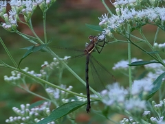 Lestidae