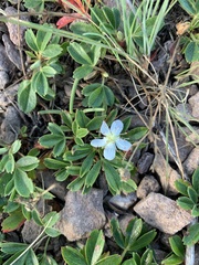 Sibbaldiopsis tridentata