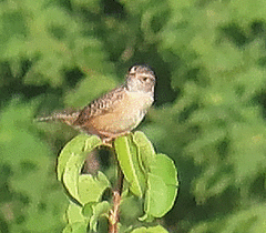 Cistothorus stellaris