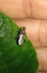 Thereva spiloptera