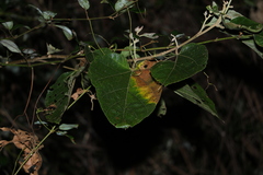 Commersonia bartramia