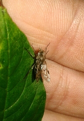 Thereva spiloptera