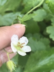 Geranium richardsonii