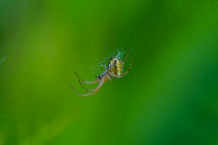 Neoscona adianta