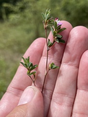 Kummerowia stipulacea