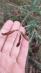 Adenocarpus complicatus