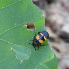 Nicrophorus tomentosus