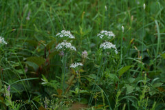 Allium tuberosum
