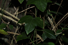 Passiflora herbertiana