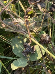 Sympetrum obtrusum