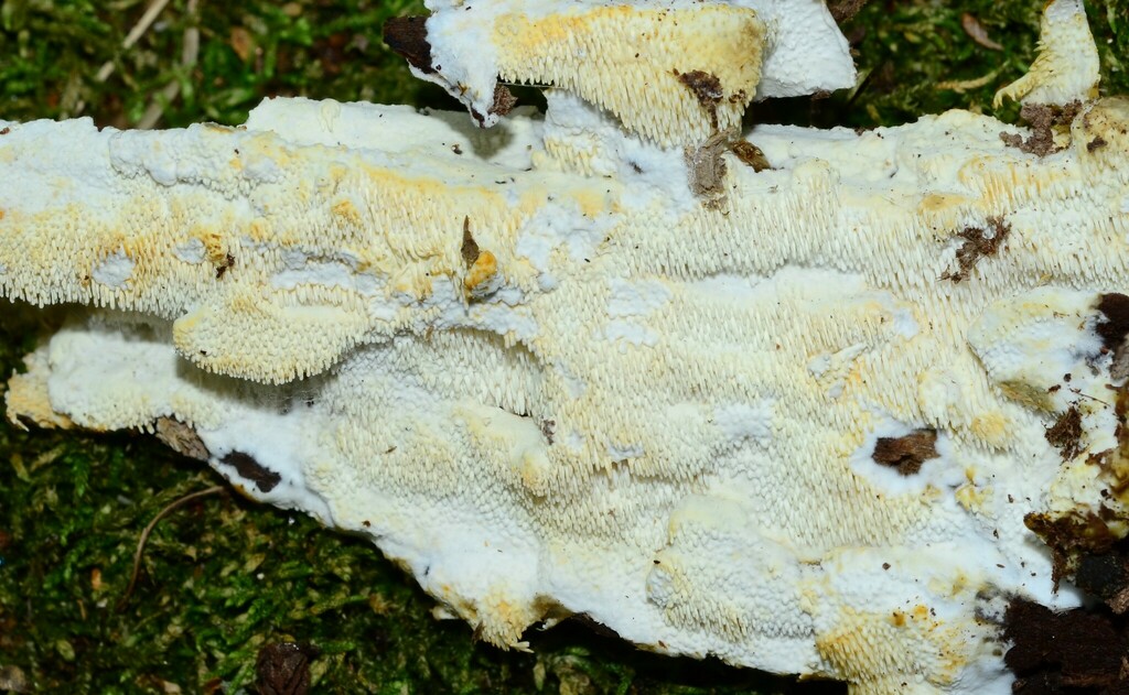 Dentipellis ohiensis
