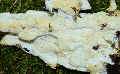 Dentipellis ohiensis