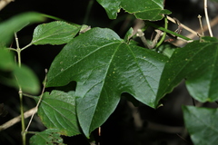 Passiflora herbertiana