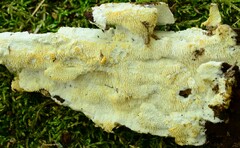 Dentipellis ohiensis