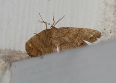 Hypagyrtis