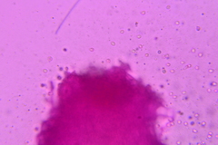 Dentipellis ohiensis