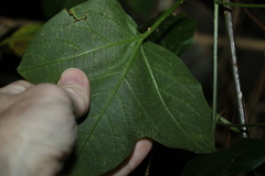 Passiflora herbertiana