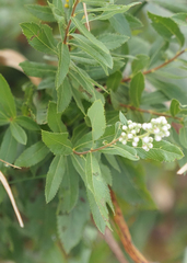 Spiraea alba
