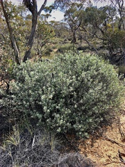 Eremophila glabra