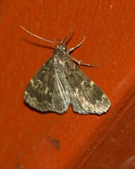 Idia lubricalis