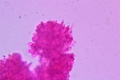 Dentipellis ohiensis