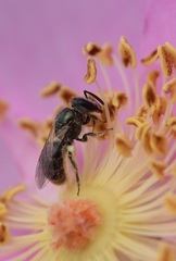 Dialictus