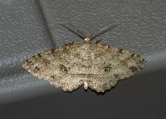 Melanolophia canadaria