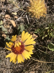 Gaillardia aristata