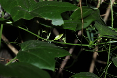 Passiflora herbertiana
