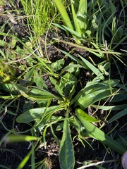 Ptilotus macrocephalus