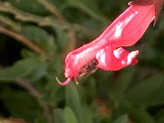 Halictus tripartitus