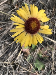 Gaillardia aristata