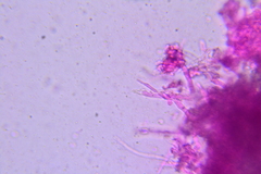 Dentipellis ohiensis