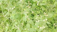 Galinsoga quadriradiata