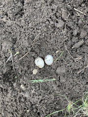 Panaeolus cyanescens