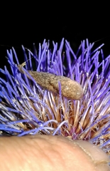 Deroceras reticulatum