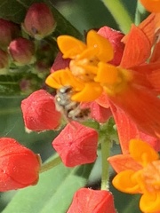 Halictus tripartitus