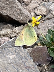 Colias meadii