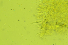 Dentipellis ohiensis