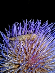 Deroceras reticulatum