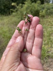 Kummerowia stipulacea