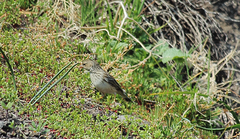 Rhopospina alaudina