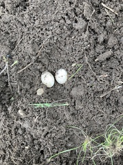 Panaeolus cyanescens