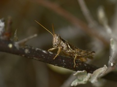 Melanoplus